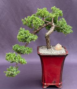 Juniper Bonsai Tree - Cascade Style<br><i>(juniper procumbens nana)</i>