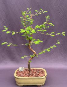 Trained Redwood Bonsai Tree<br><i>(metasequoia glyptostroboides)</i>