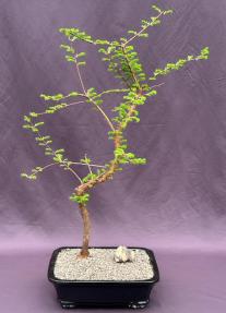 Trained Redwood Bonsai Tree<br><i>(metasequoia glyptostroboides)</i>