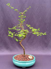 Trained Redwood Bonsai Tree<br><i>(metasequoia glyptostroboides)</i>