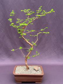 Trained Redwood Bonsai Tree<br><i>(metasequoia glyptostroboides)</i>