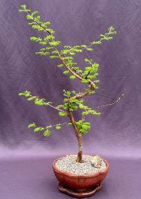 Trained Redwood Bonsai Tree<br><i>(metasequoia glyptostroboides)</i>