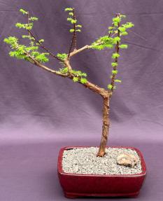 Trained Redwood Bonsai Tree<br><i>(metasequoia glyptostroboides)</i>