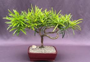 Trained Flowering Podocarpus Bonsai Tree <br>(podocarpus macrophyllus)</i>