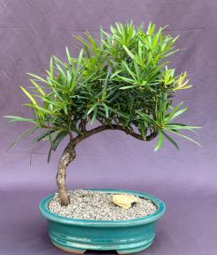 Trained Flowering Podocarpus Bonsai Tree <br>(podocarpus macrophyllus)</i>