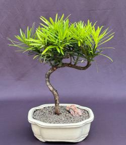 Trained Flowering Podocarpus Bonsai Tree <br>(podocarpus macrophyllus)</i>