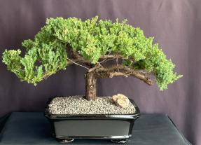 Juniper Bonsai Tree - Cascade Style<br><i>(juniper procumbens nana)</i>