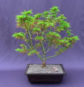 Japanese Green Maple Bonsai Tree <br><i>(acer palmatum 'Mikawa Yatsubusa')</i>