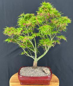 Japanese Green Maple Bonsai Tree <br><i>(acer palmatum 'Mikawa Yatsubusa')</i>