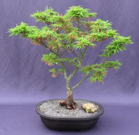 Japanese Green Maple Bonsai Tree <br><i>(acer palmatum 'Mikawa Yatsubusa')</i>