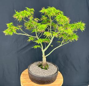 Japanese Green Maple Bonsai Tree <br><i>(acer palmatum 'Mikawa Yatsubusa')</i>