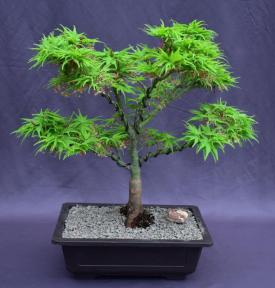 Japanese Green Maple Bonsai Tree <br><i>(acer palmatum 'Mikawa Yatsubusa')</i>