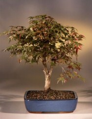 Dwarf Red Japanese Red Maple<br><i>(Acer Palmatum 'deshojo')</i>