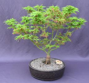 Japanese Green Maple Bonsai Tree <br><i>(acer palmatum 'Mikawa Yatsubusa')</i>