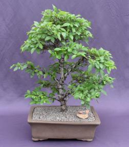 Trained Chinese Elm Bonsai Tree<br><i>(ulmus parvifolia)</i>