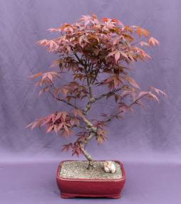 Japanese Red Maple Bonsai Tree<br>Curved Trunk Style<br><i>(acer palmatum 'atropurpureum')</i>