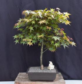 Japanese Red Maple Bonsai Tree<br>(Acer Palmautm Shin-Deshojo)