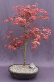Japanese Red Maple Bonsai Tree<br>(Acer Palmautm Shin-Deshojo)