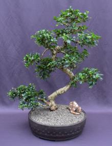 Flowering Fukien Tea Bonsai Tree<br>Curved Trunk & Tiered Branching<br><i>(ehretia microphylla)</i>
