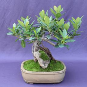 Fruiting Green Emerald Ficus Bonsai Tree<br>Root Over Rock<br><i>(ficus microcarpa)</i>