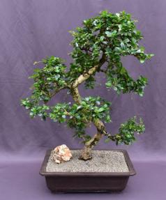 Flowering Fukien Tea Bonsai Tree<br>Curved Trunk & Tiered Branching<br><i>(ehretia microphylla)</i>