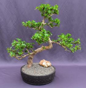 Flowering Fukien Tea Bonsai Tree<br>Curved Trunk & Tiered Branching<br><i>(ehretia microphylla)</i>