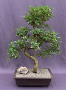 Chinese Elm Bonsai Tree <br>Curved Trunk Style<br><i>(ulmus parvifolia)</i>