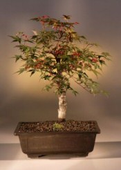 Dwarf Red Japanese Red Maple<br><i>(Acer Palmatum 'deshojo')</i>