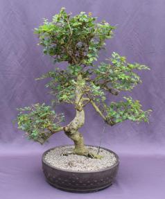 Chinese Elm Bonsai Tree <br>Curved Trunk Style<br><i>(ulmus parvifolia)</i>