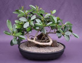 Fruiting Green Emerald Ficus Bonsai Tree<br>Root Over Rock<br><i>(ficus microcarpa)</i>