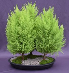 Lemon Cypress Bonsai Tree<br>Three Tree Forest Group<br><i>(cupressus macrocarpa)</i>