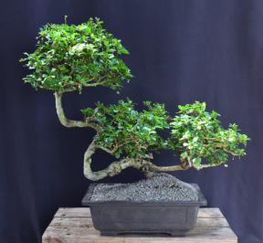 Flowering Fukien Tea Bonsai Tree<br>Semi Cascade Style<br>(ehretia microphylla)</i>