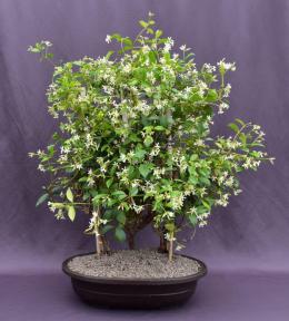 Trained Flowering White Jasmine Bonsai Tree<br><i>(trachelospermum jasminoides)</i>
