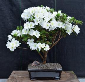 Flowering White Azalea Bonsai Tree<br>(Azalea x 'Delaware Valley White' )