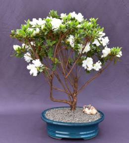 Flowering White Azalea Bonsai Tree<br>(Azalea x 'Delaware Valley White' )