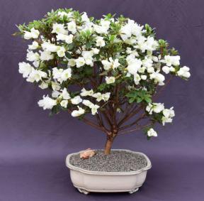 Flowering White Azalea Bonsai Tree<br>(Azalea x 'Delaware Valley White' )