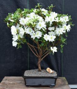 Flowering White Azalea Bonsai Tree <br>(Azalea 'Delaware Valley White' )