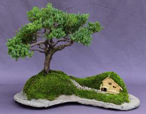 Juniper Bonsai Tree - Trained<br>Planted on a Rock Slab<br><i>(juniper procumbens 