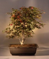 Dwarf Red Japanese Red Maple<br><i>(Acer Palmatum 'deshojo')</i>