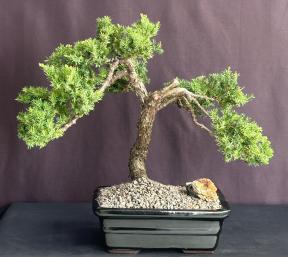 Juniper Bonsai Tree - Trained <br><i>(juniper procumbens nana)</i>