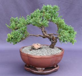 Juniper Bonsai Tree - Trained <br><i>(juniper procumbens nana)</i>