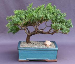 Juniper Bonsai Tree - Trained <br><i>(juniper procumbens nana)</i>