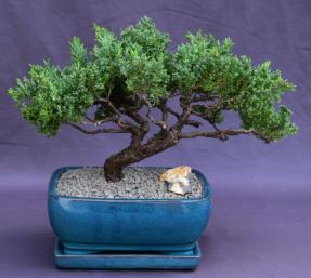 Juniper Bonsai Tree - Trained <br><i>(juniper procumbens nana)</i>