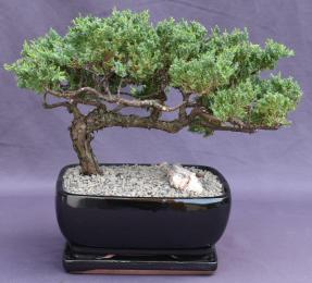 Juniper Bonsai Tree - Trained <br><i>(juniper procumbens nana)</i>