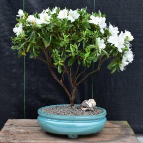 Flowering White Azalea Bonsai Tree<br>(Azalea x 'Delaware Valley White' )