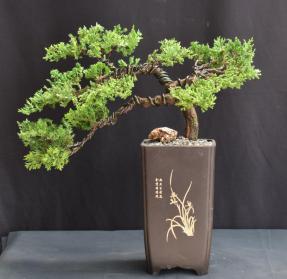 Juniper Bonsai Tree - Trained <br><i>(juniper procumbens nana)</i>