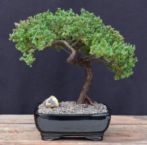 Juniper Bonsai Tree - Trained <br><i>(juniper procumbens nana)</i>