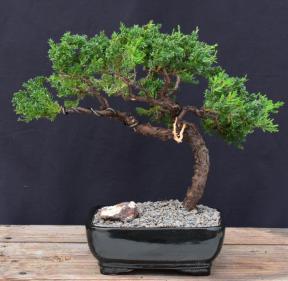 Juniper Bonsai Tree - Trained in Jin Style<br><i>(juniper procumbens nana)</i>