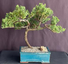 Juniper Bonsai Tree - Trained <br><i>(juniper procumbens nana)</i>