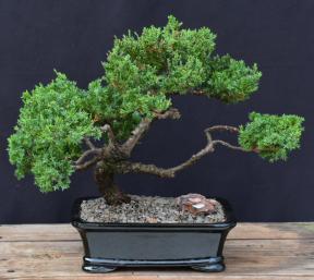 Juniper Bonsai Tree - Trained <br><i>(juniper procumbens nana)</i>